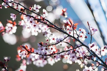 Cherry plum tree bloom. Branch of a purple leaf plum tree (Prunus cerasifera)