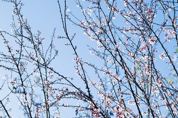 Cherry plum tree bloom. Branch of a purple leaf plum tree (Prunus cerasifera)