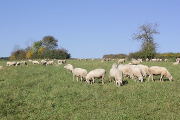 Obraz na płótnie Canvas Flock of sheep with male animals to these are called Bock or Aries and female sheep