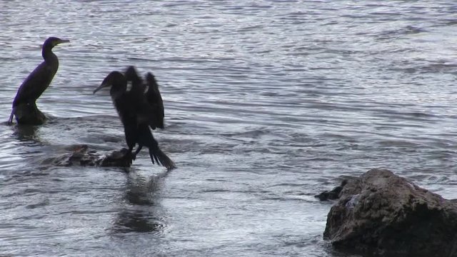 Roma, Italia. Autunno. Fiume Tevere. Cormorani lungo il fiume