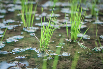 Rice field