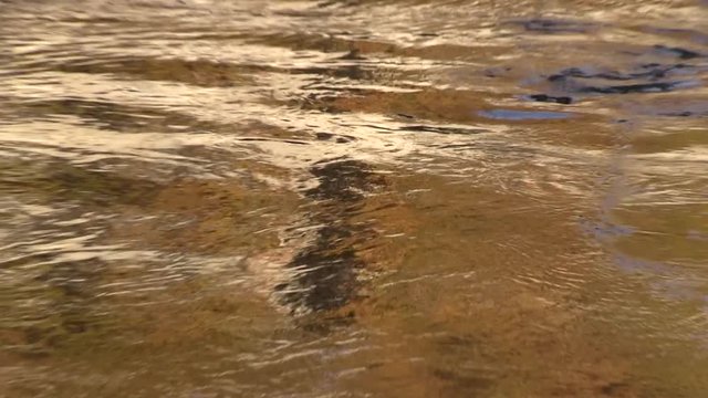 Roma, Italia. Autunno. Fiume Tevere. Riflessi dorati sull'acqua. Zoom out