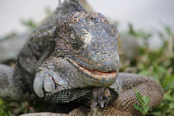 Leguan