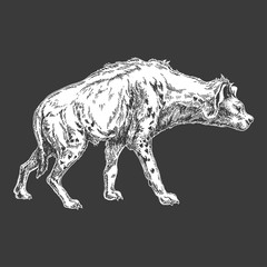 Hyena. Zoo. African fauna. Hand drawn illustration for tattoo design, emblem, badge, t-shirt print. Engraving of wild animal. Classic vintage style image.