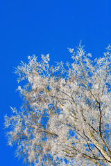 The frost on the branches of the trees , the view from the bottom up.