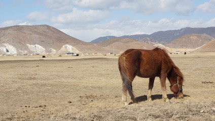 brown horses is walking in the wind, side view in pudacuo national park, Shangri La country, Yunnan province