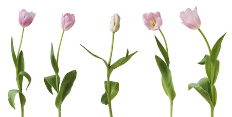 Wonderful Tulips (Lily family, Liliaceae) isolated on white background, including clipping path. Germany