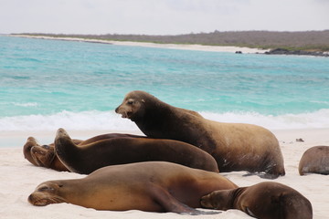 Galapagos-Seelöwe