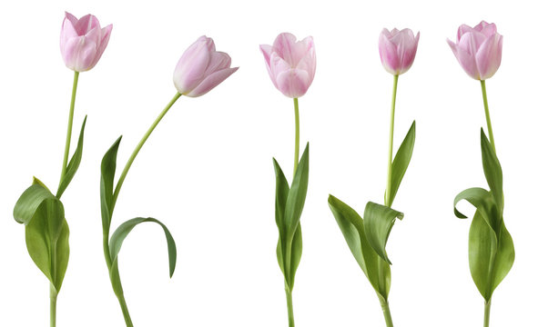 Wonderful Tulips (Lily family, Liliaceae) isolated on white background, including clipping path.