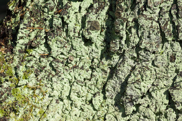 Sawn timber in the forest