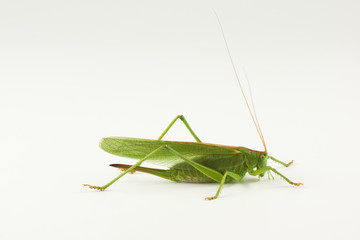 big green grasshopper