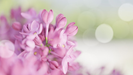 Fototapeta premium lilac flowers. Spring background