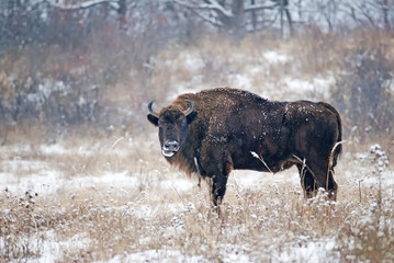 European Bison, Bison Bonasus, big herbivore herd in winter, endangered mammal, Slovakia