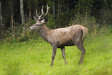 Naklejka na ściany i meble Red Deer, Cervus elaphus, herbivore in autumn forest, Europe