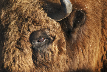 European Bison, Bison bonasus, big herbivore in winter, portrait of endangered animal, Slovakia © peterfodor