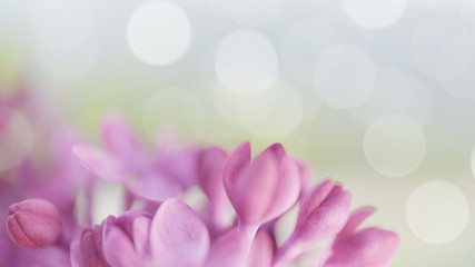 Obraz premium lilac flowers. Spring background