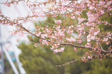 bokeh　flower