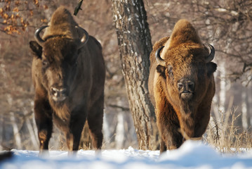 European Bison, Bison bonasus, Visent, herbivore in winter, herd, Slovakia