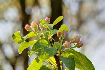 Apple blossom in spring time, Lüneburg Heath,  Germany. Backlit Photograph