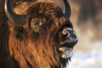 European Bison, Bison bonasus, Visent, herbivore portrait, Slovakia