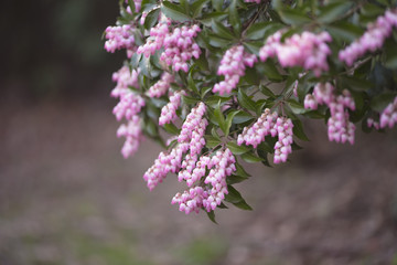 bokeh　flower