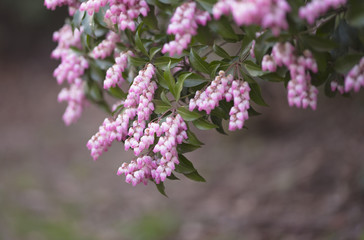 bokeh　flower