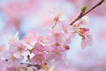 Fototapeta na wymiar Macro texture of Japanese Pink Cherry Blossoms