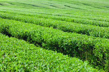 Fototapeta na wymiar Green tea bushes at green-tea plantation of Jeju Island, South Korea