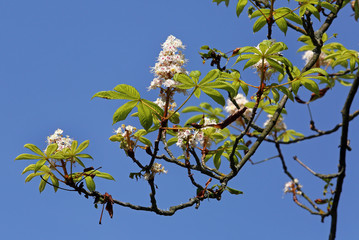 Kastanienblüte