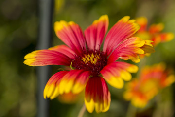 pretty orange yellow red flower