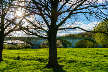 nice sunny day tree