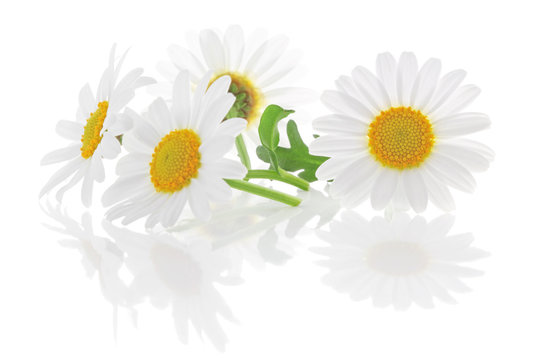 Lovely Daisies (Marguerite) isolated on white background, including clipping path without reflection, Backlit Photograph. Germany