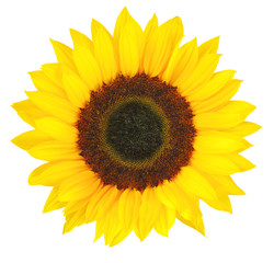 Wonderful Sunflower (Helianthus annuus, Asteraceae) isolated on white background, inclusive...