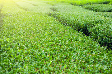 Finest green tea bushes at green-tea plantation of Jeju Island, South Korea