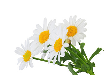 Lovely Daisies (Marguerite) isolated on white background, including clipping path. Germany