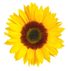 Beautiful Sunflower (Helianthus annuus) isolated on white background, including  clipping.path.