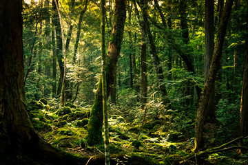 Fototapeta premium The suicide forest near mount Fuji, japan