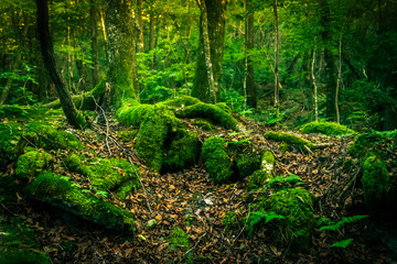 The suicide forest near mount Fuji, japan