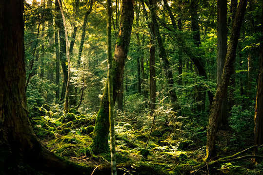 The suicide forest near mount Fuji, japan © Abhijeet