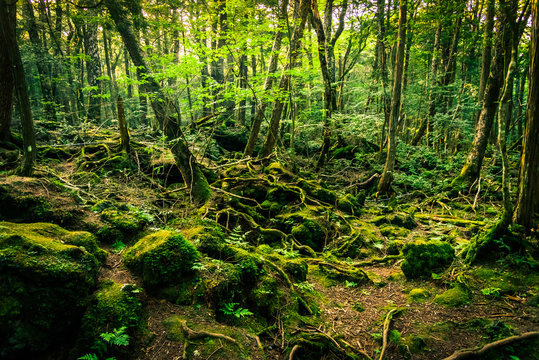 The suicide forest near mount Fuji, japan