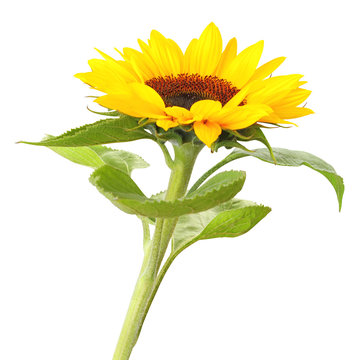 Wonderful Sunflower  isolated on white background, inclusive clipping path. 