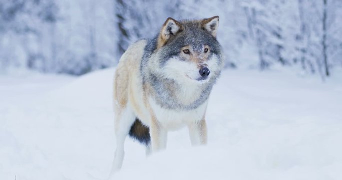 Portrait of beautiful wolf in snowy winter landscape