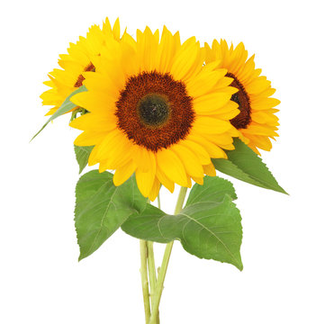 Three sunny sunflowers (Helianthus annuus, Asteraceae)  isolated on white background,  including clipping path, Germany