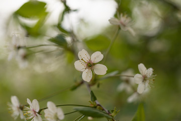 white cherry flowers on branch closeup