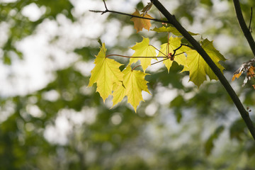 young maple leaves in warm spring sunlight