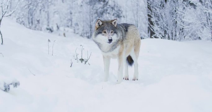 Full lenght portrait of satisfied wolf cleaning teeth after meal