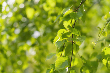 young birch leaves on a wam sunny day