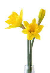 Beautiful narcissus (Narzissen, Narcissus) isolated on white background, including clipping path.