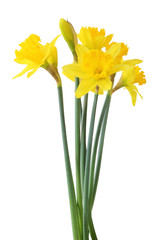 Beautiful narcissus (Narzissen, Narcissus) isolated on white background, inclusive clipping path. Germany