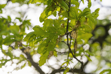 young green oak leaves on a spring day